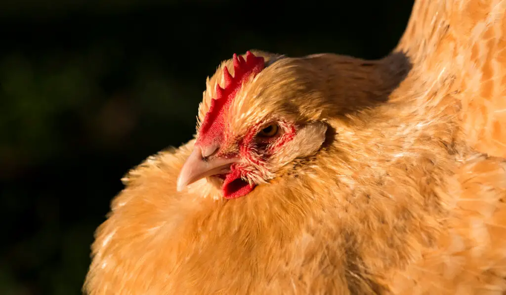 golden buff chicken closeup