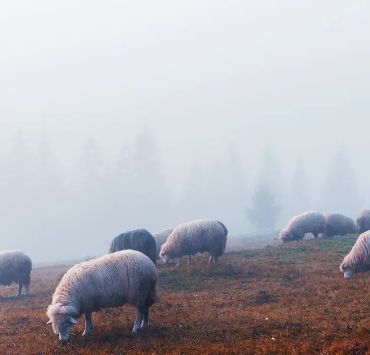 herd of sheep on a foggy autumn morning