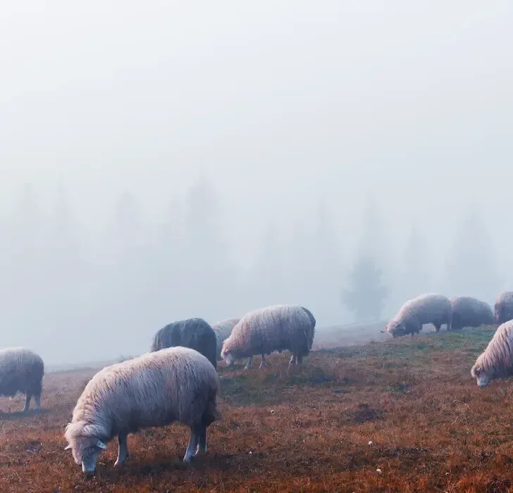 herd of sheep on a foggy autumn morning