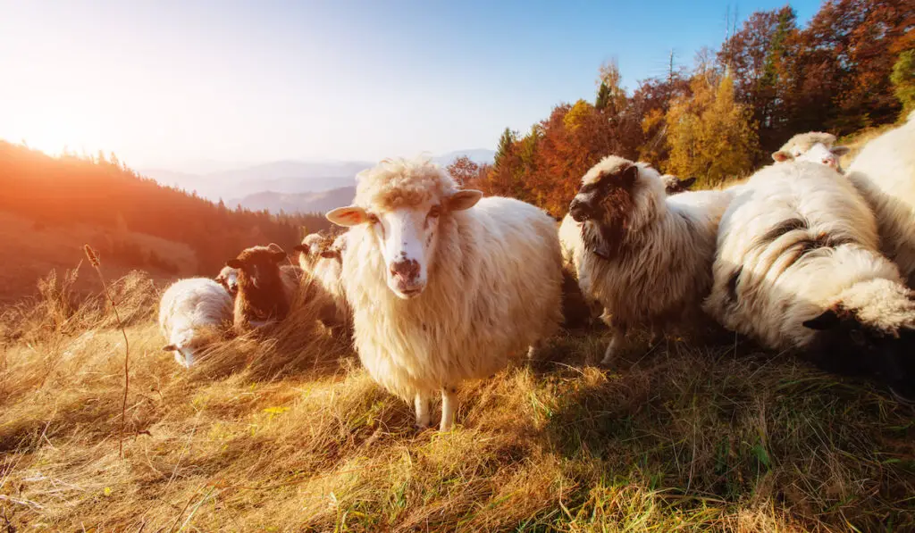 herd of sheep on a mountain meadow