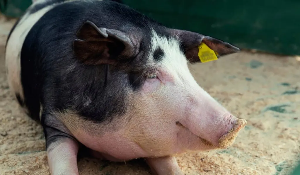 belarus pig resting on the farm