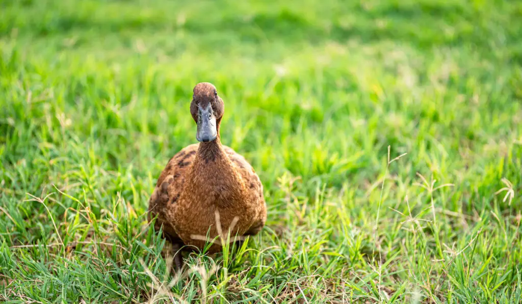 khaki campbell looking at camera