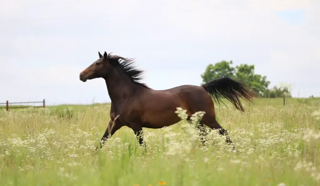 morgan horse running in the field