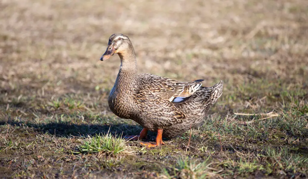photo of a female rouen duck