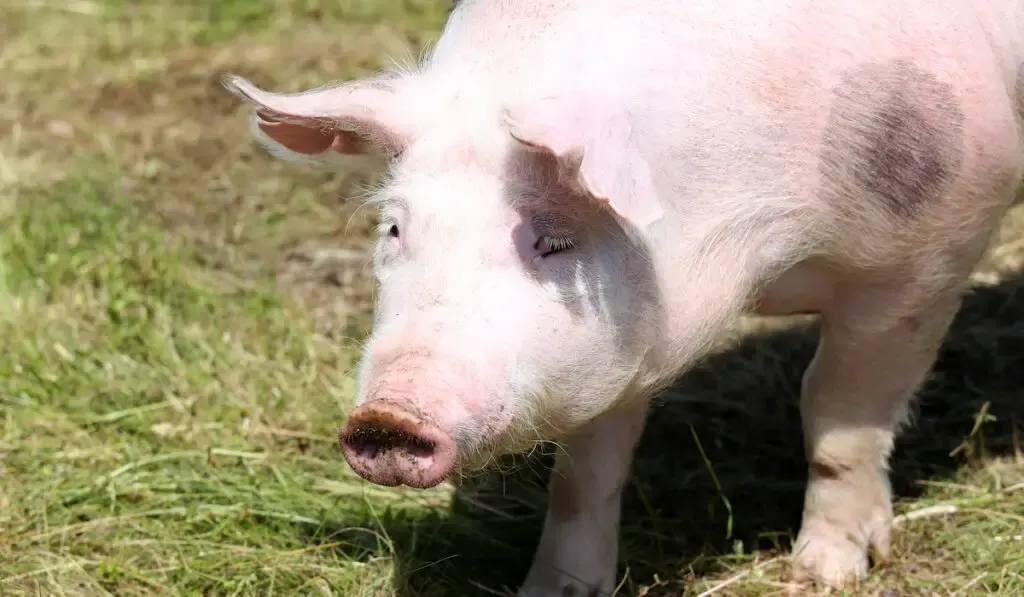 pietrain pig closeup