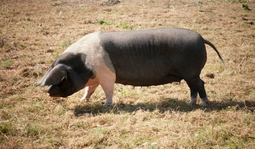 side profile of a Hampshire pig