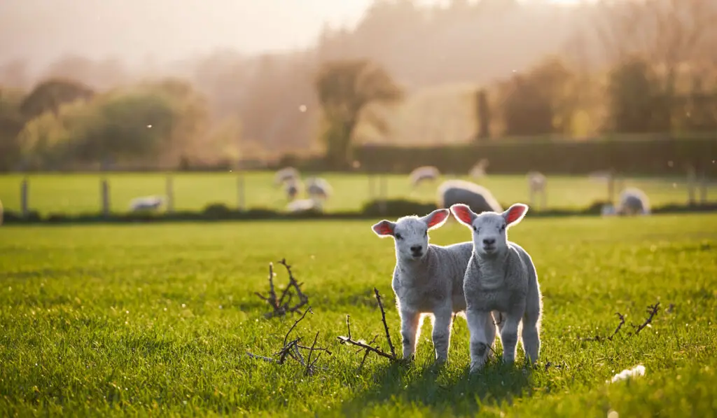 spring lambs on a countryside