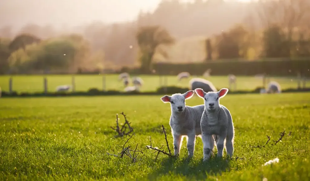 spring lambs on a countryside