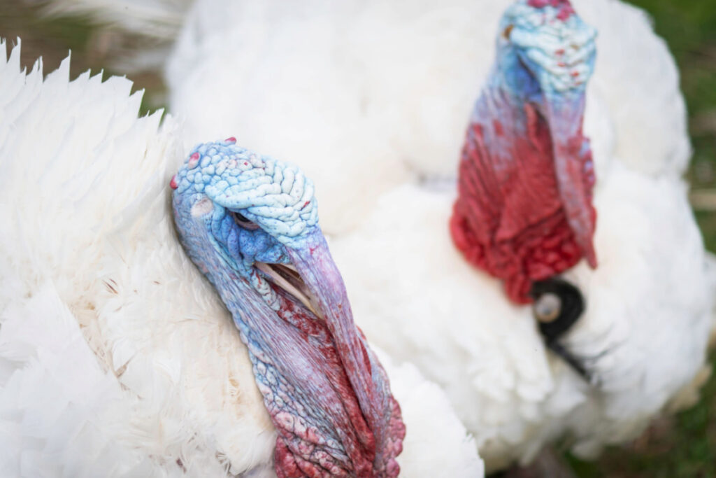 two Beltsville white turkey displaying their bluish head