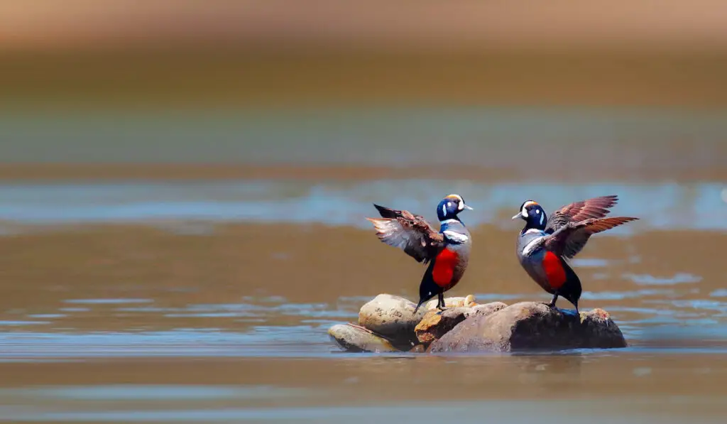 two harlequin duck on a rock