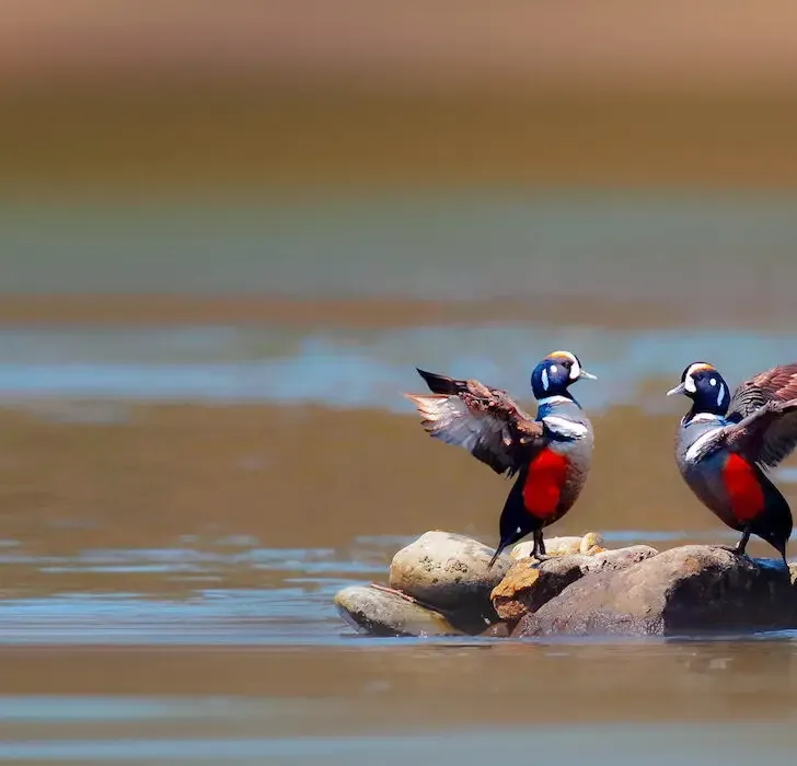 two harlequin duck on a rock