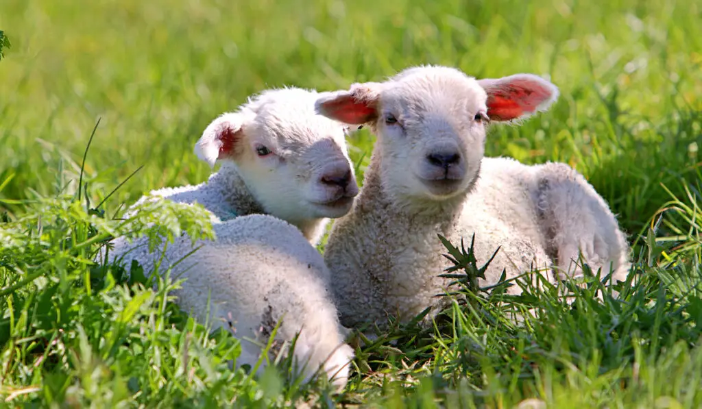 two lambs laying on grass