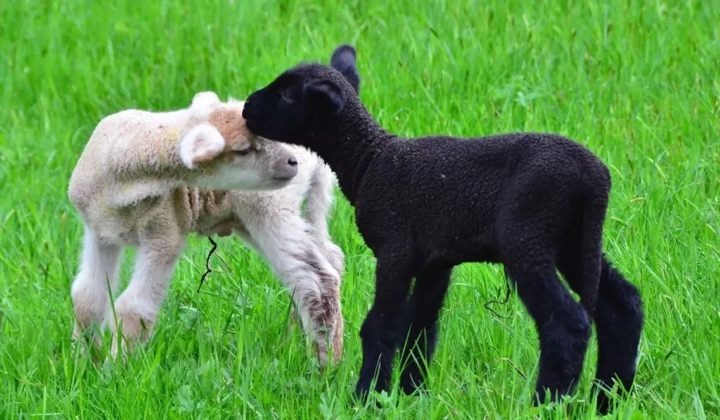 two lambs playing on the grass