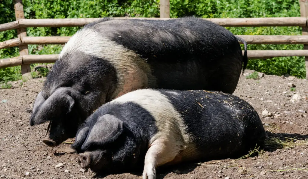 two wessex saddleback inside a pig pen resting