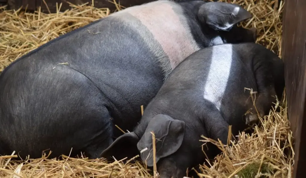 wessex saddleback pig and piglet resting on hay
