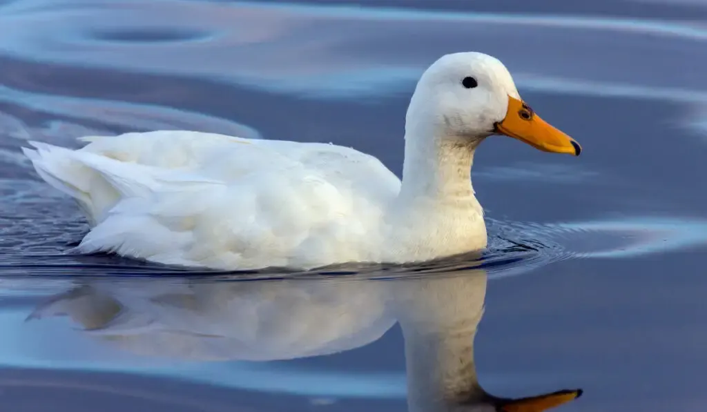 white pekin duck swimming