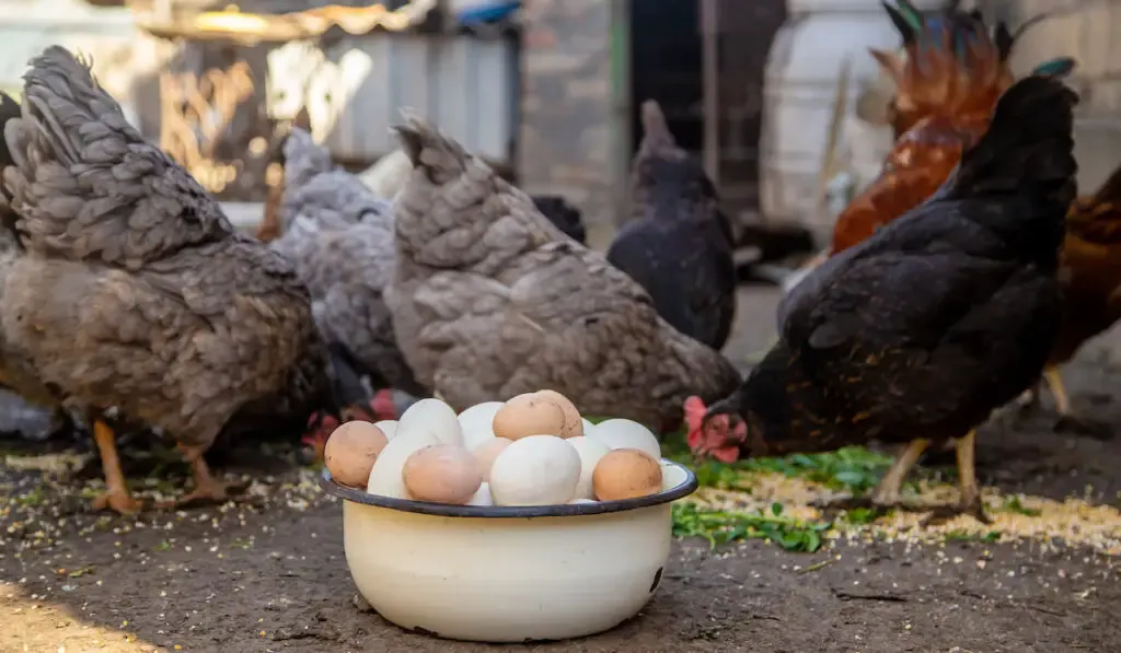 Chicken eggs in a white bowl and chickens on the farm