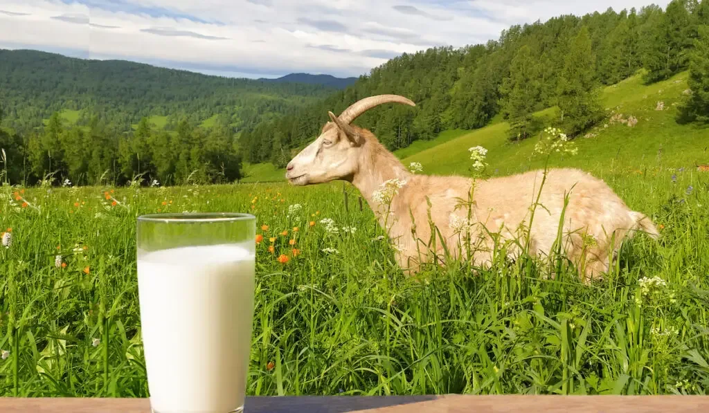 a glass of goat milk