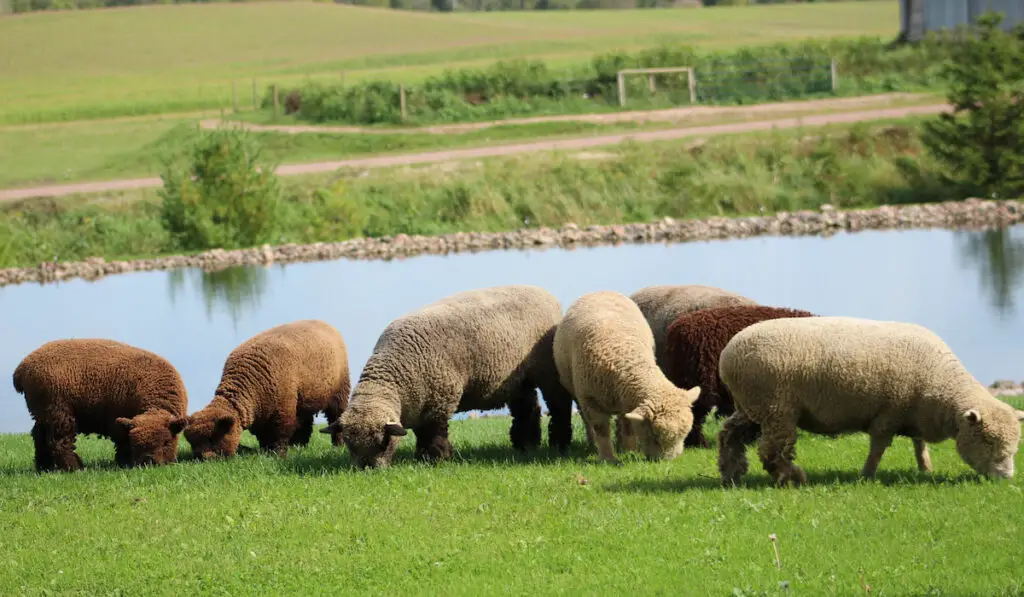 babydoll southern sheep grazing