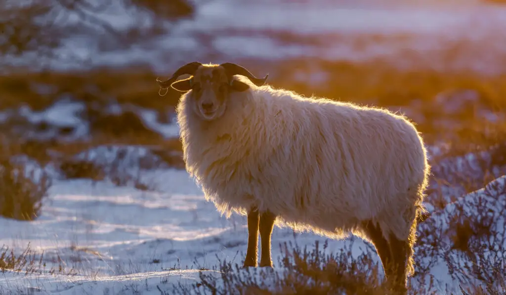 drenthe heath sheep on snow