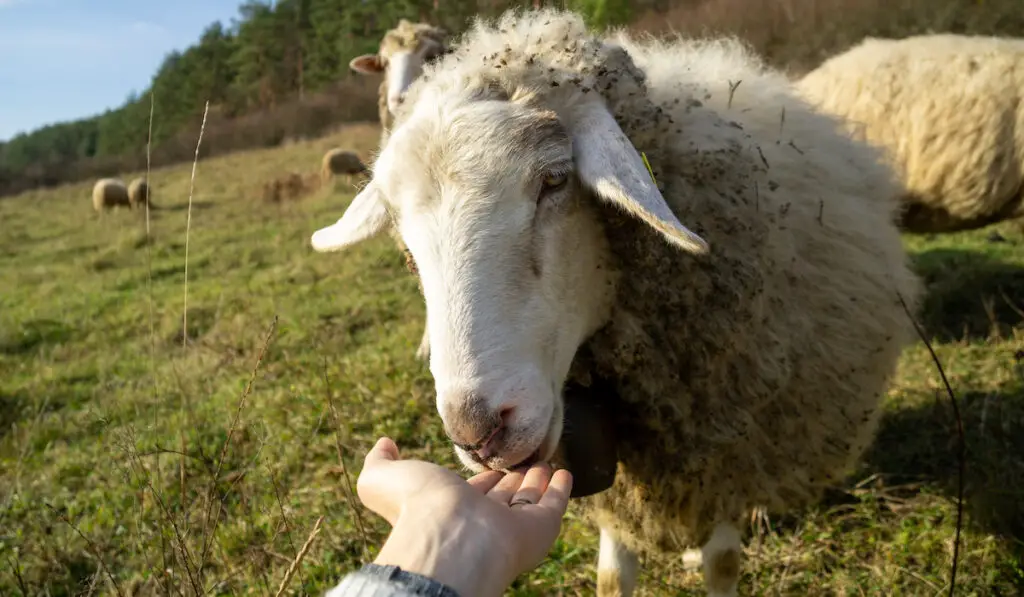 feeding sheep some treats