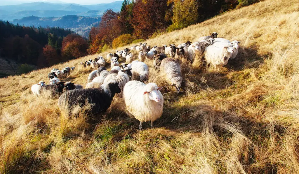 flock of sheep on hill side in autumn