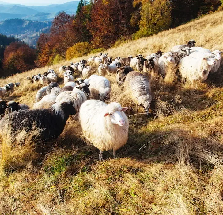 flock of sheep on hill side in autumn