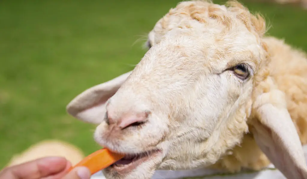 hand feeding a sheep with a carrot stick