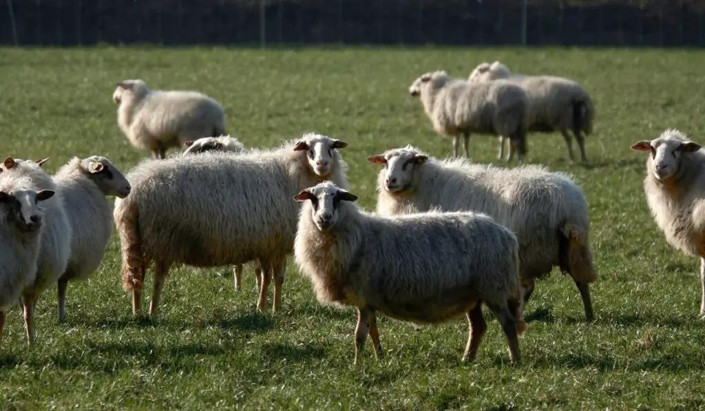 herd of bentheimer landschaf sheep