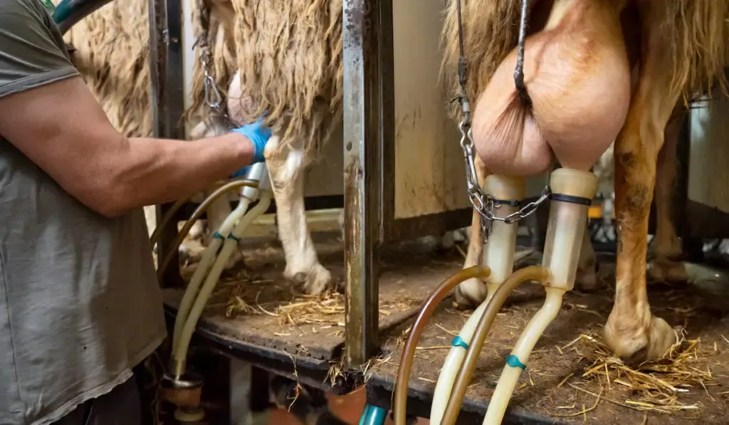 milking sheep