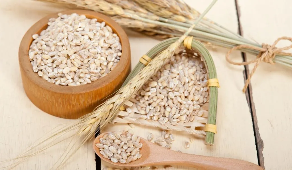 organic barley grains on wooden table