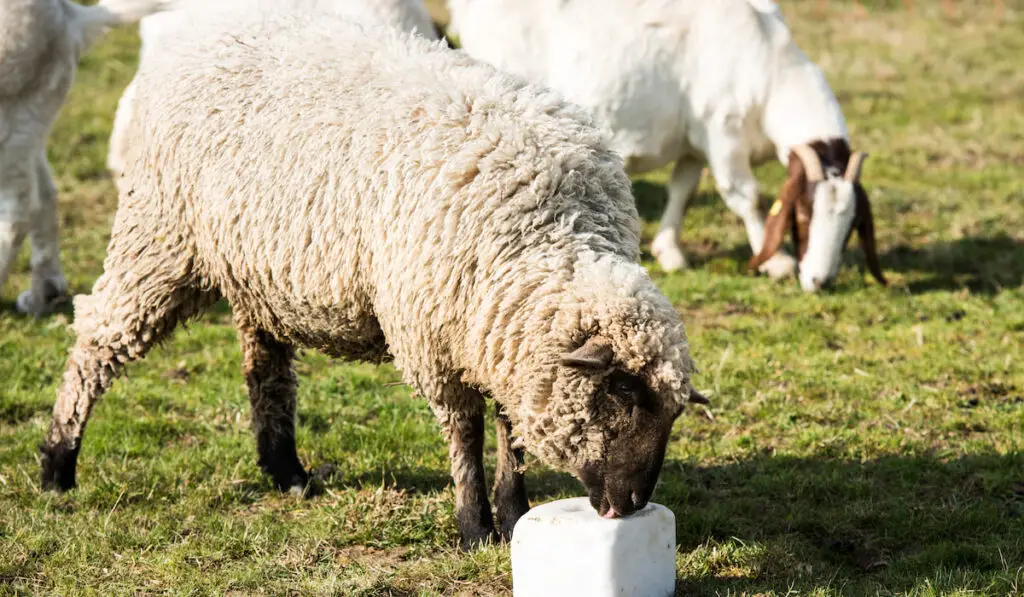 sheep licking a salt block