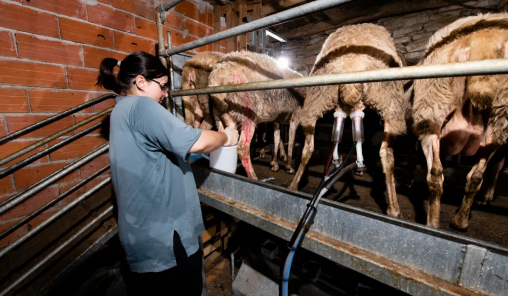 A woman milking the sheep inside the barn.