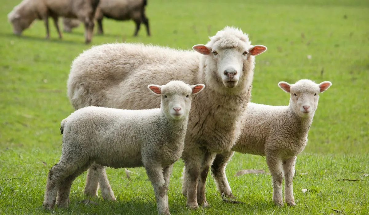 sheep-with-lamb