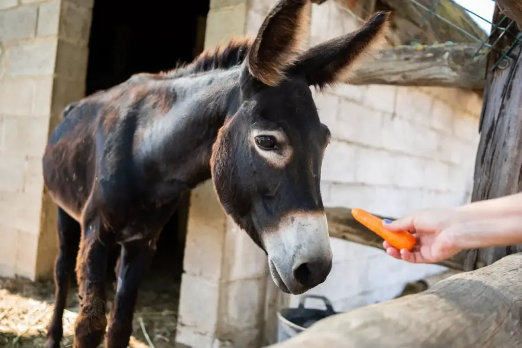 A donkey eating carrots outdoors 