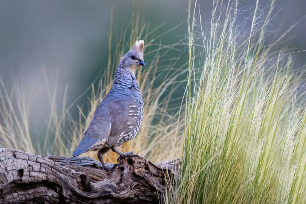 Blue Scale Quail standing on the rock near grass