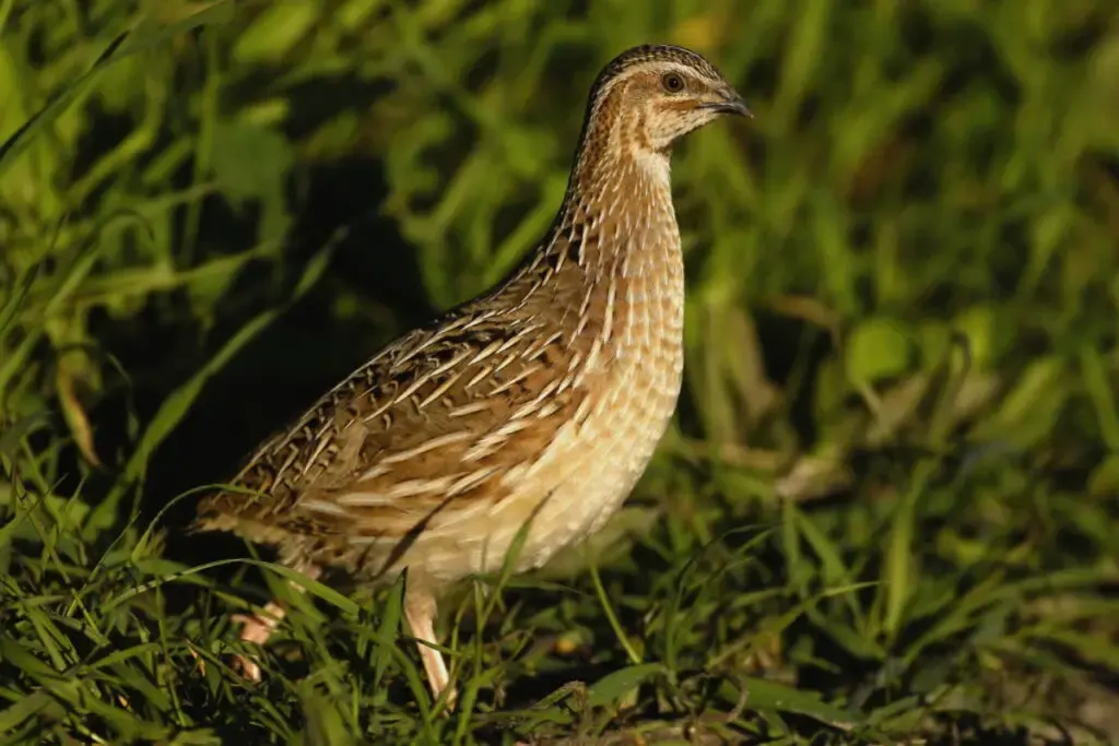 Coturnix quail standing on the grass