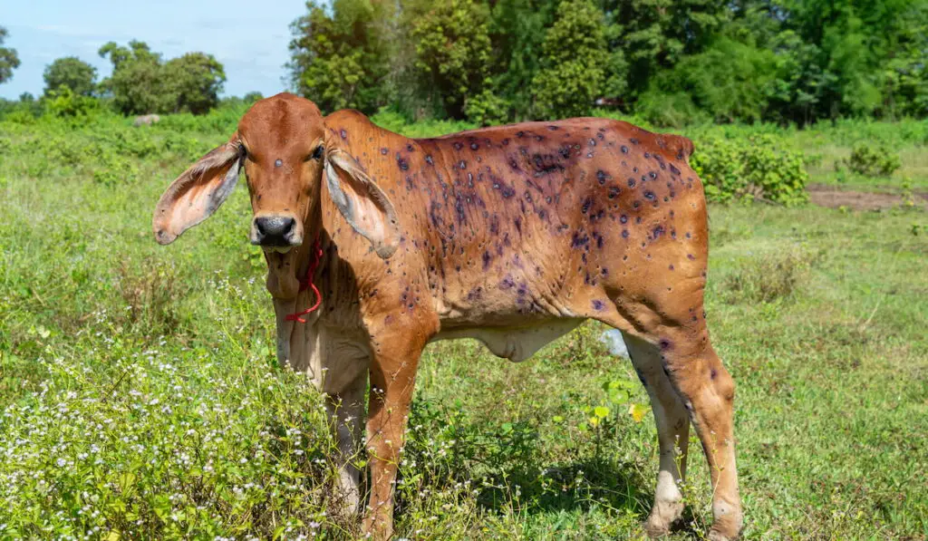 Cow close up suffering from Lumpy skin disease on mouth and body.