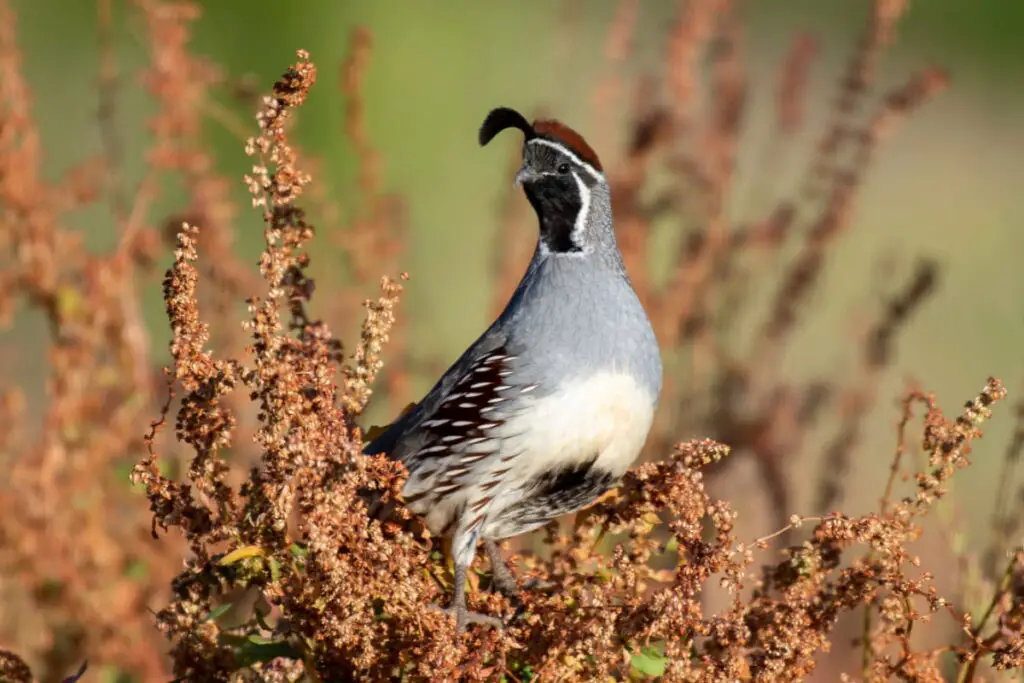 Gambel’s Quail on a perch