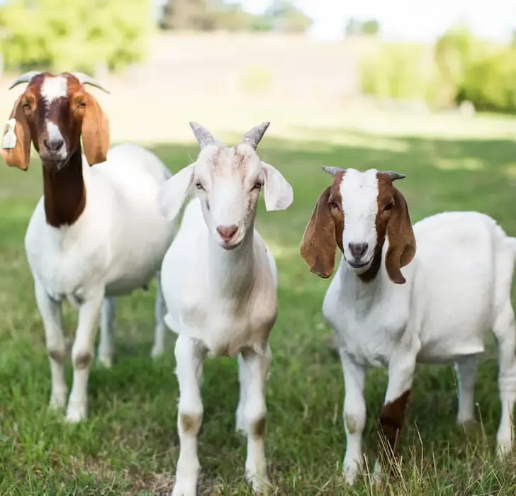 Group of cute baby goats