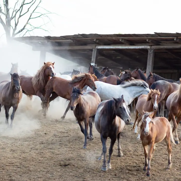Herd of horses on the farm