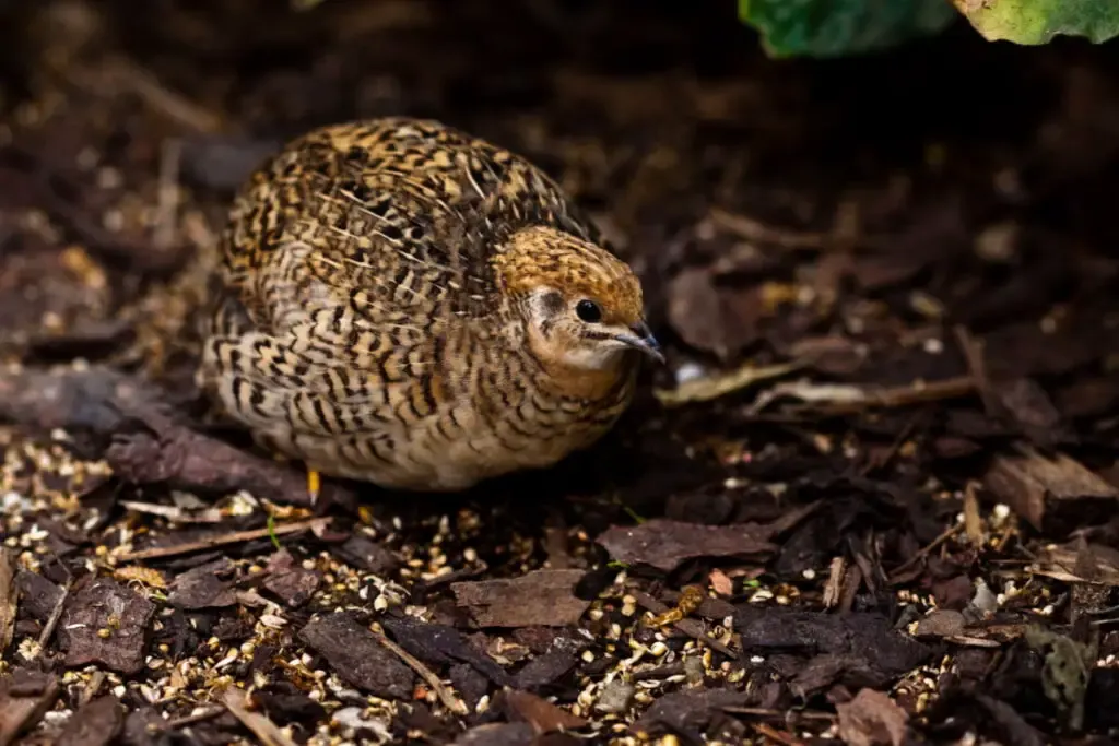 King quail sitting on the ground