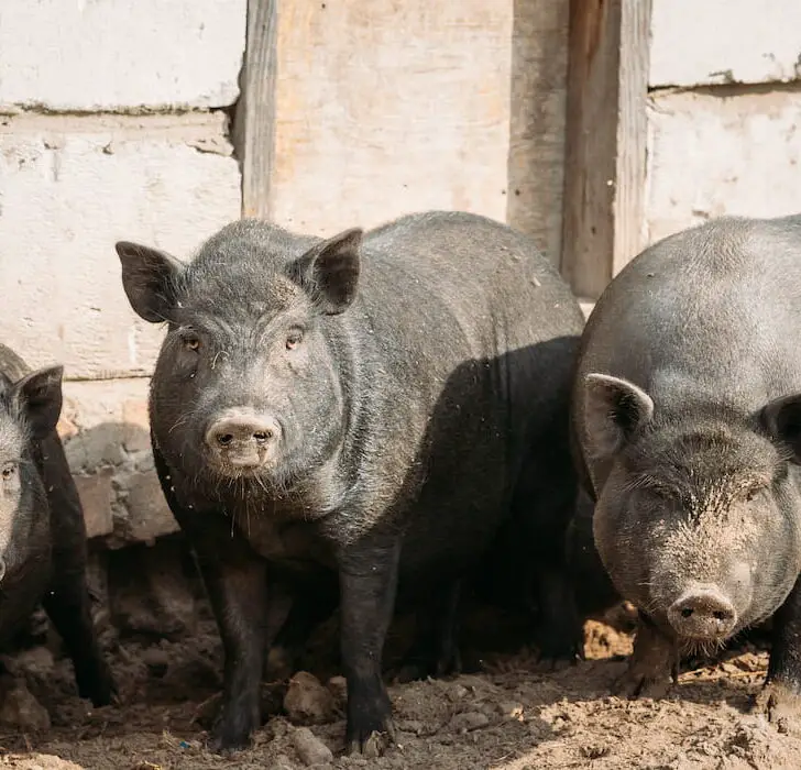 farm pigs