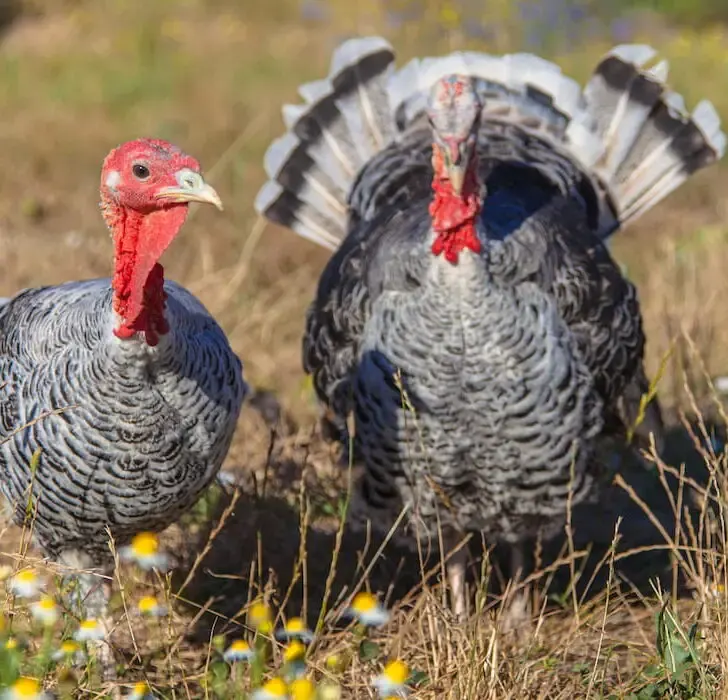 Male and Female Turkey