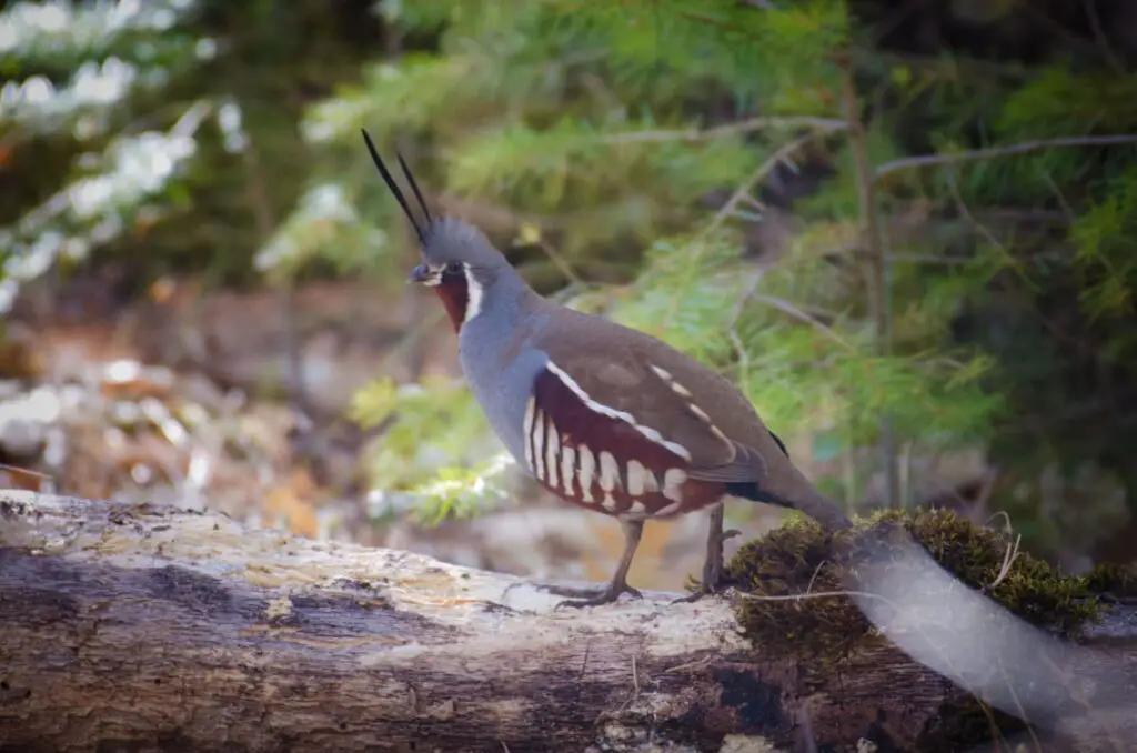 Mountain Quail standing in the middle of the woods