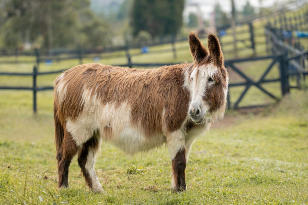 Poitou donkey standing in the pasture