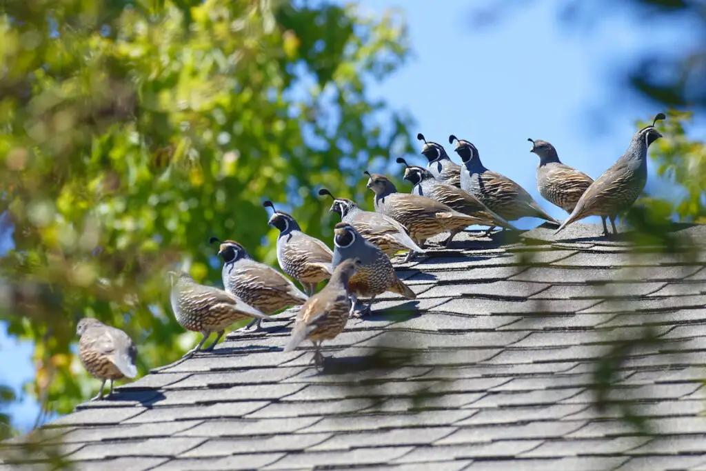 Quail covey on the roof of a house