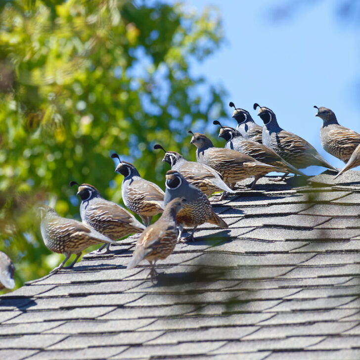 Quail covey on the roof of a house