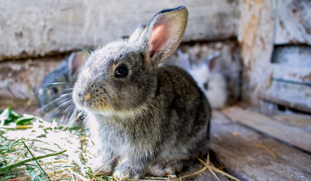 Rabbit in the cage rabbit small rabbit
