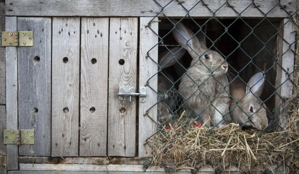 Rabbits in a wooden hutch